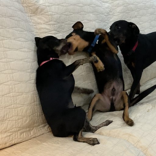 Adorable as puppies, yet all living life has a touch of Spite....