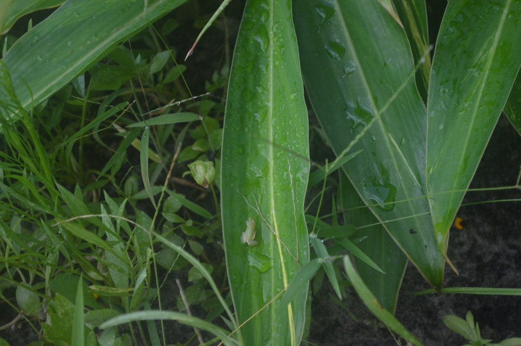 Spot the tiny frog...