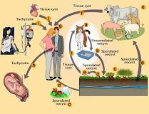 Toxoplasma gondii…